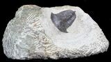 Rare Cambrian Kingaspidoides Trilobite - Tizi Ntfrkhin, Morocco #40592-3